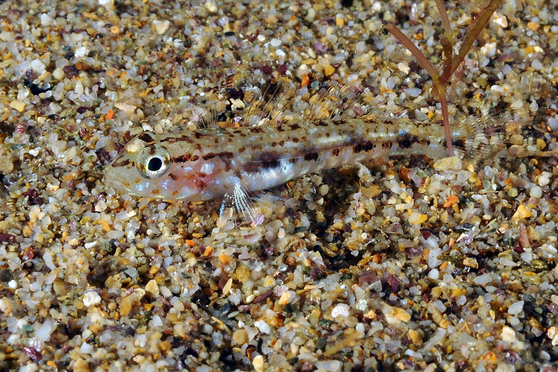 Piccolo gobide da determinare (juvenile Gobius geniporus)